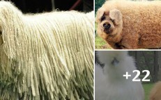Animals possessing the strangest fur in the world (part 2)