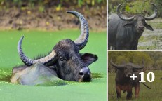 Discover the secret of water buffalo