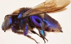 New species of orchid bee discovered in Mexico