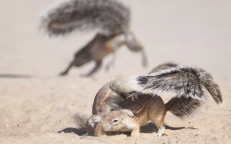 Playtime For Adorable Squirrels In Kgalagadi Transfrontier Park, Botswana