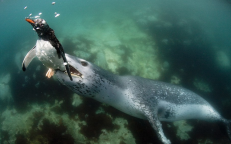 Dramatic Video Shows a Penguin Being Consumed by a Leopard Seal s Wide-Open Mouth