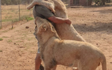 Meet The Man Whose Time Is Spent Petting Lions And Tigers.