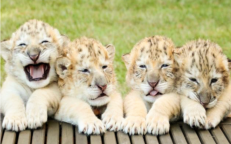 Meet the four lovely liger babies, composed of a white lion and a white tiger.