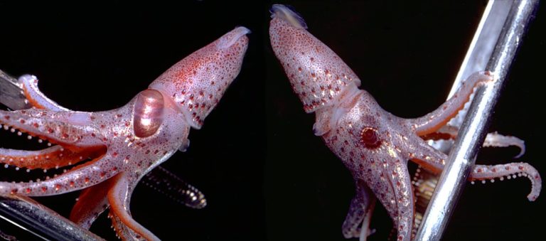 4 Strangest squid species in the world