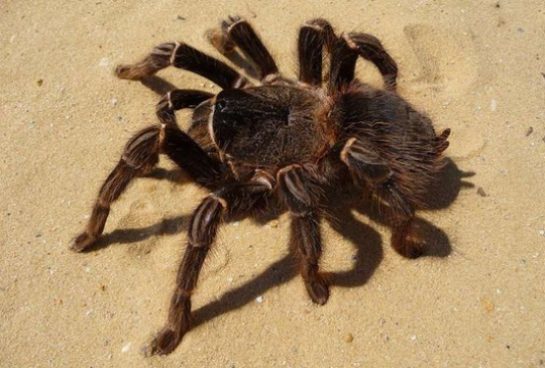 List of the largest giant spiders in the world