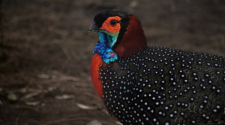 West Asian pheasant – a bird that likes to show off when attracting mates