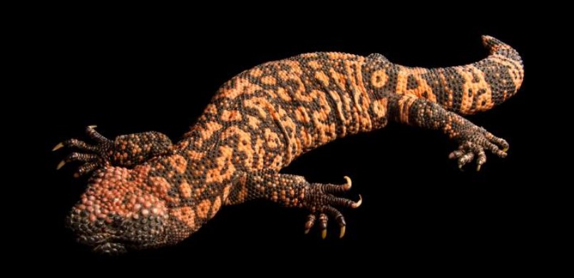 The Gila Monster - a typical poisonous lizard of North America