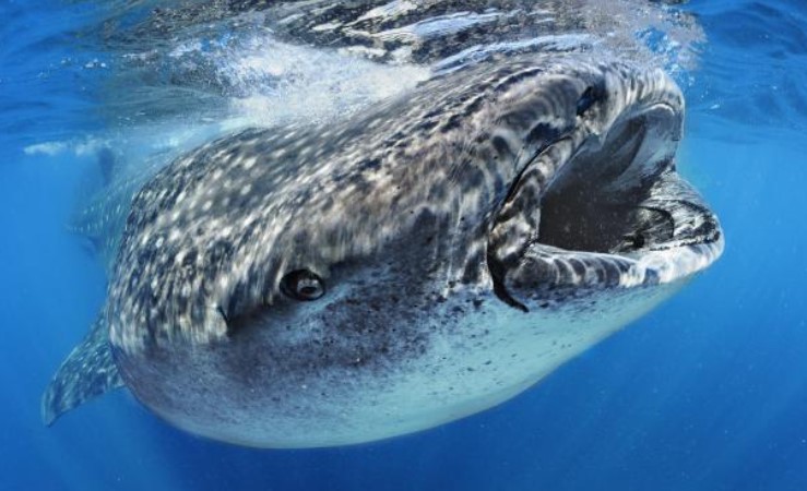 Whale Shark (Whale Shark) and basic information to know