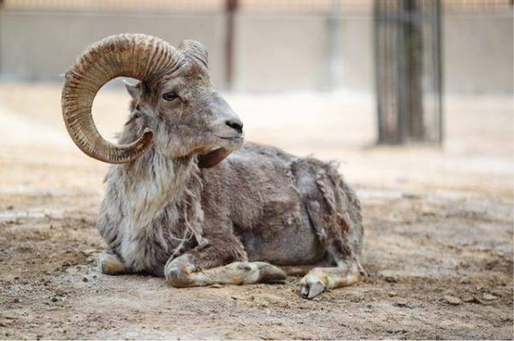 The majestic spiral horns of Argali sheep may both protect and kill them.