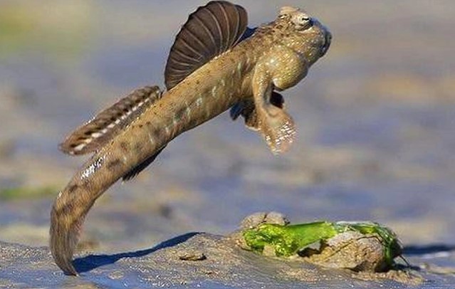 Decipher the strangest fish on the planet that can climb trees, run and jump on land