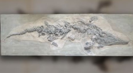 Nazi bombs destroyed a priceless 'sea monster' fossil. Scientists just found its long-lost plaster copies.