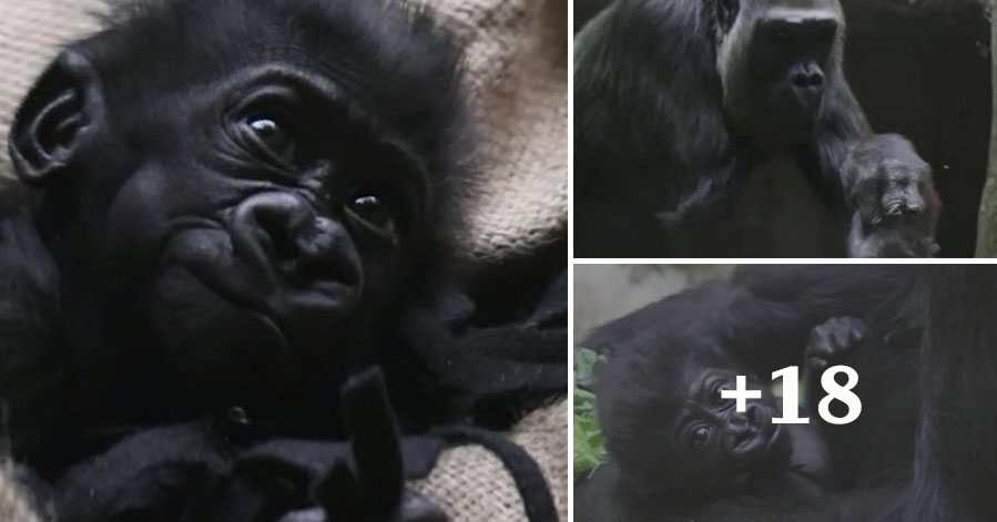 Watch the Adorable Moment a Baby Gorilla Born Prematurely is Reunited With its Family
