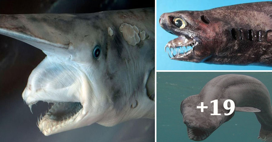 Top 15 strangest shark species on the planet
