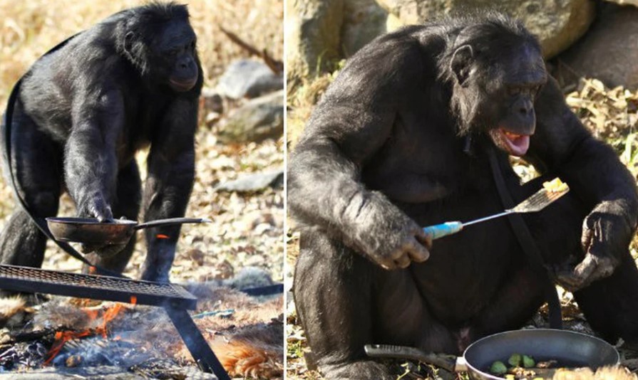 Kanzi: The chimpanzee is extremely intelligent, able to light a fire and cook food by himself