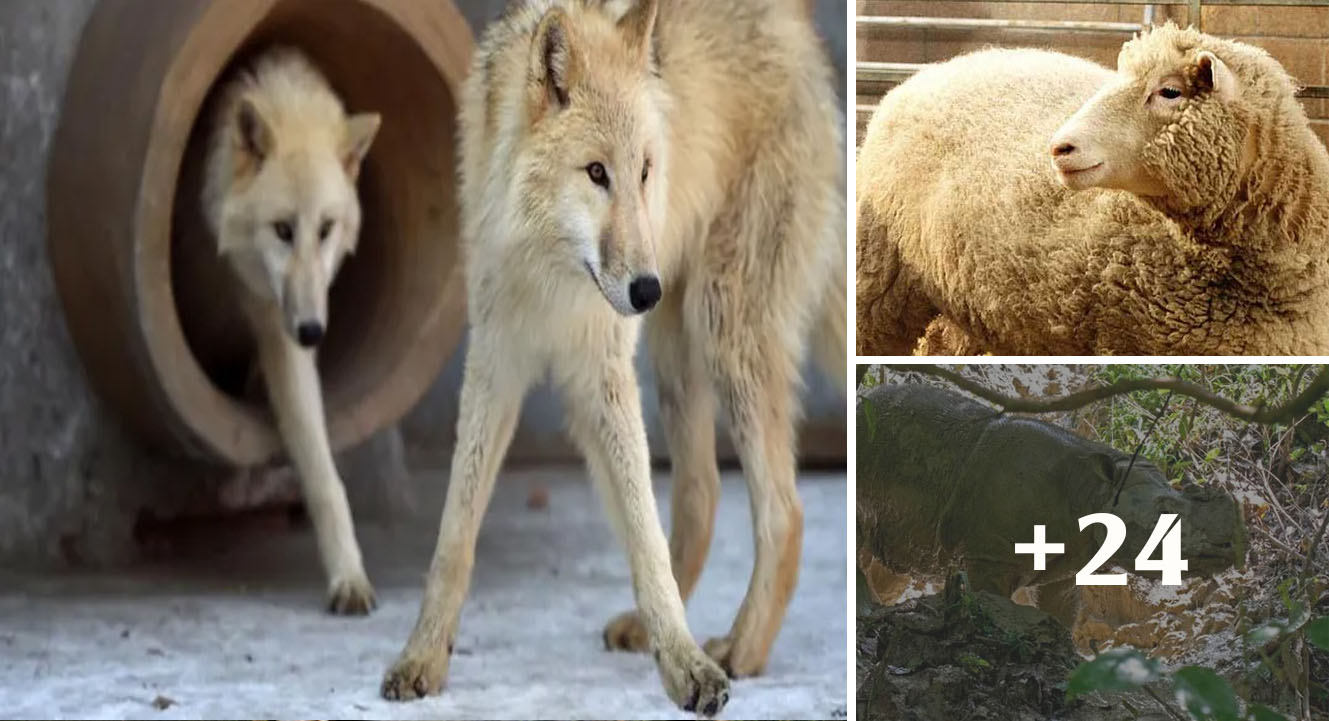 China clones arctic wolf, opens the way to save rare but controversial animals