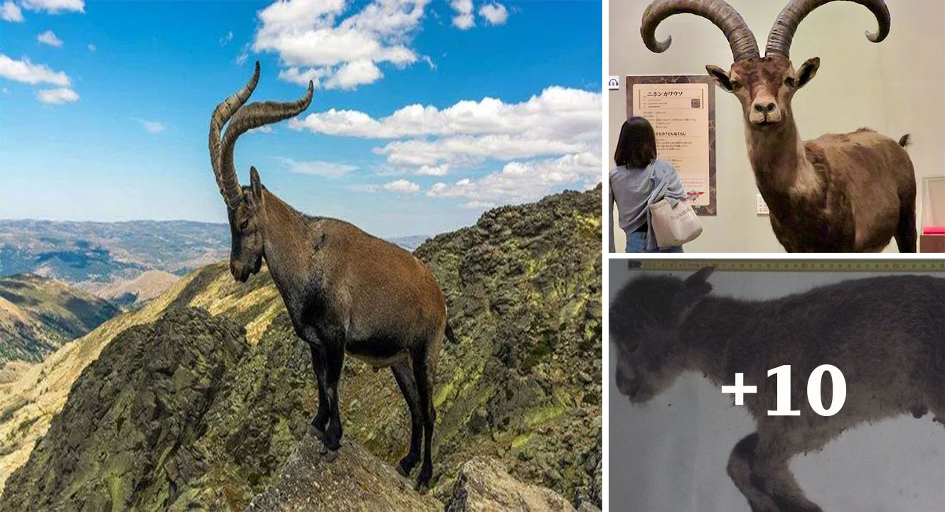 Pyrenean mountain goat ibex: The first and only animal in the world to go extinct twice
