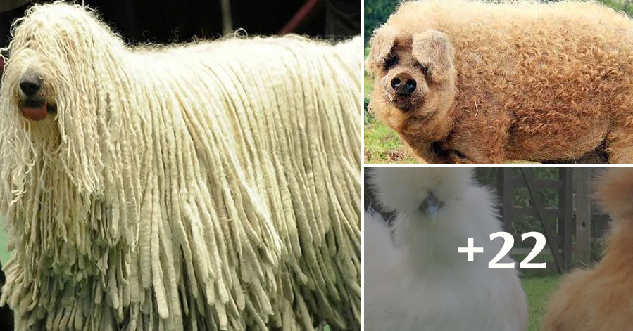 Animals possessing the strangest fur in the world (part 2)
