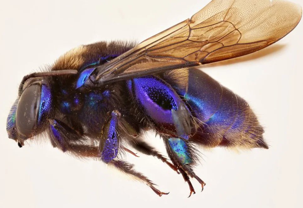 New species of orchid bee discovered in Mexico