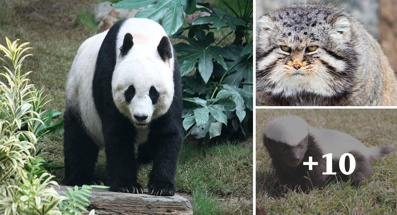 Top 3 animals that look cute but are actually extremely ferocious