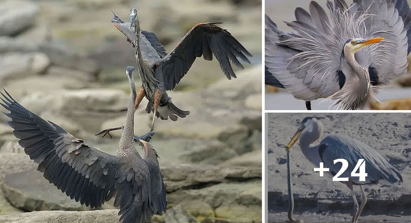 This is a bird that can swallow crocodiles and their extremely horror meals