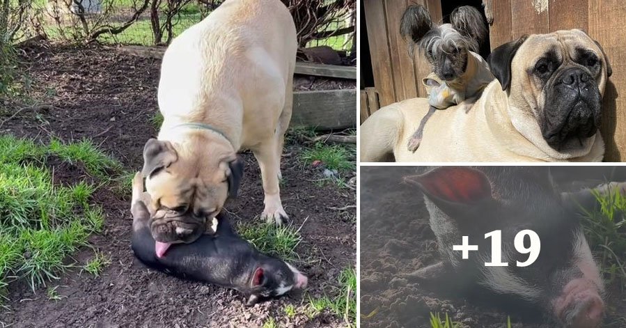 Giant dog becomes dad to adorable orphaned pig and dotes on his every need