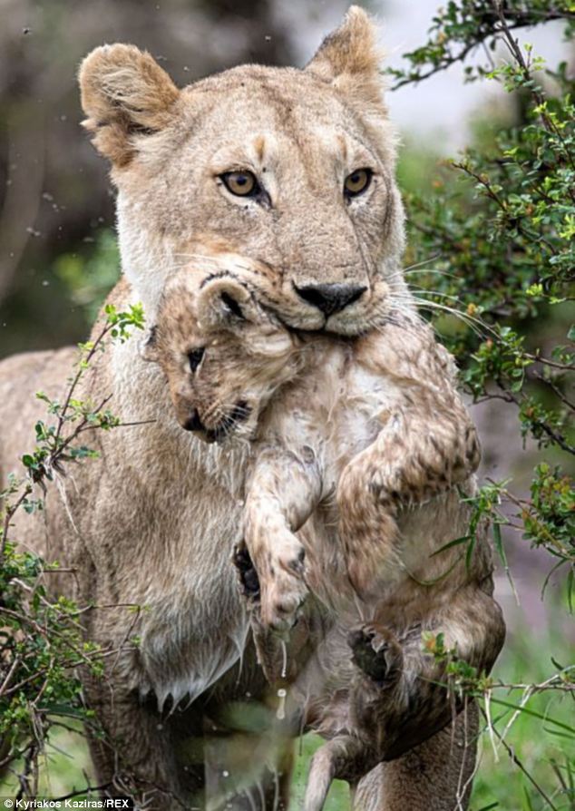 The Breathtaking Moment The Flood River Is Crossed By A Lioness Holding Her Cub s Mane
