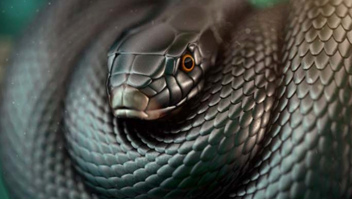 The  Black Mamba  is the deadliest snake in the world; it is swift and lethally venomous.