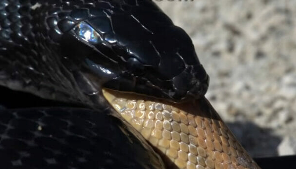 Indigo Snake Is a Hunter and Eater of Rat Snake