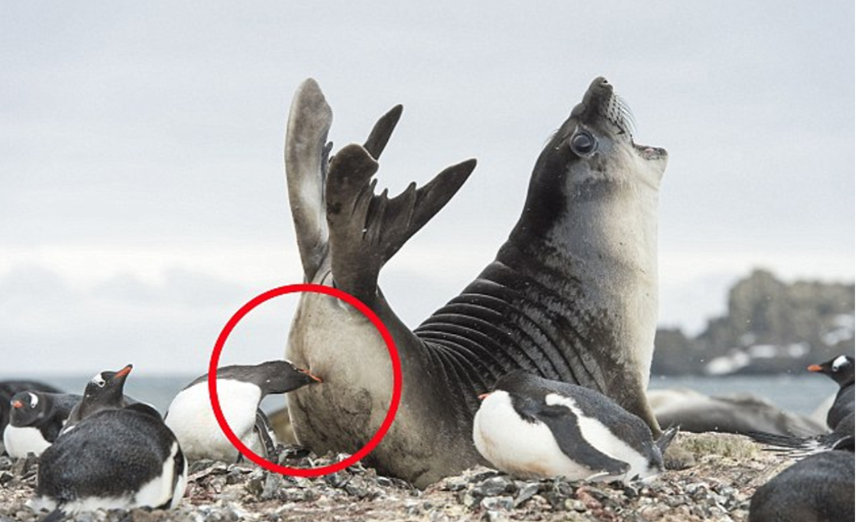 The seal panicked after being bitten by an unexpected penguin, and his face became world-famous.