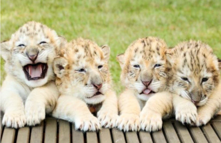 Meet the four lovely liger babies, composed of a white lion and a white tiger.